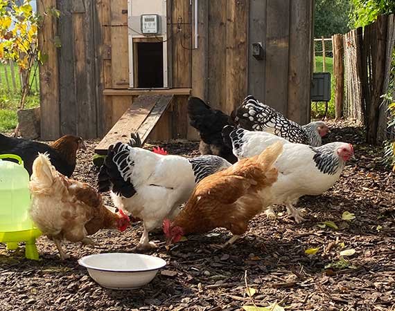 Die Hühner im »Bergfriedel-Garten«