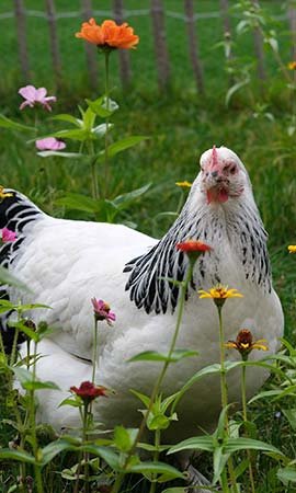 Jedes einzelne Huhn fühlt sich im Garten wohl