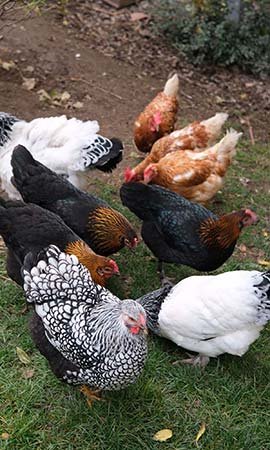das Treiben der Hühner im Bergfriedel-Garten