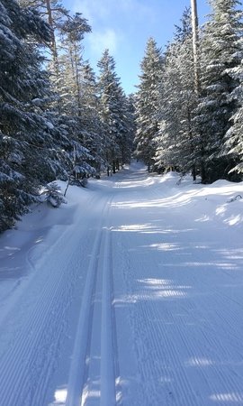 Schneebedeckter Waldweg im Nordschwarzwald 